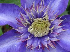 Clematis im Makro