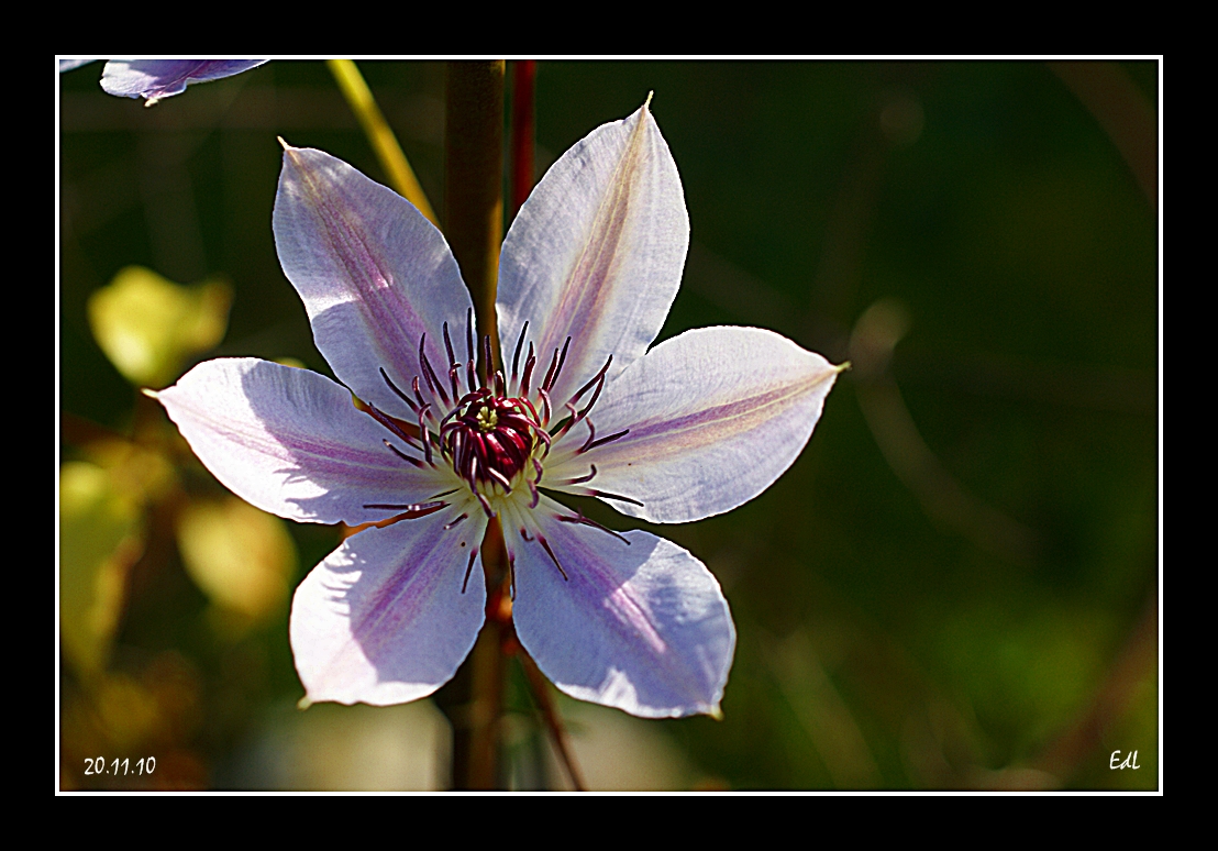 Clematis im Nov.