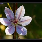 Clematis im Nov.