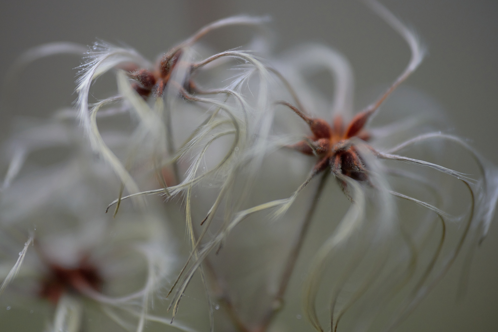 Clematis im November