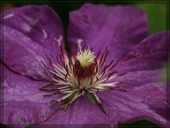 Clematis im November