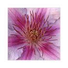 Clematis im Quadrat