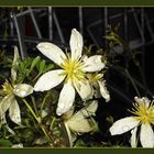 Clematis im Regen