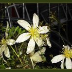 Clematis im Regen