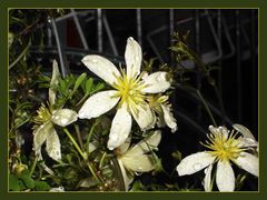 Clematis im Regen