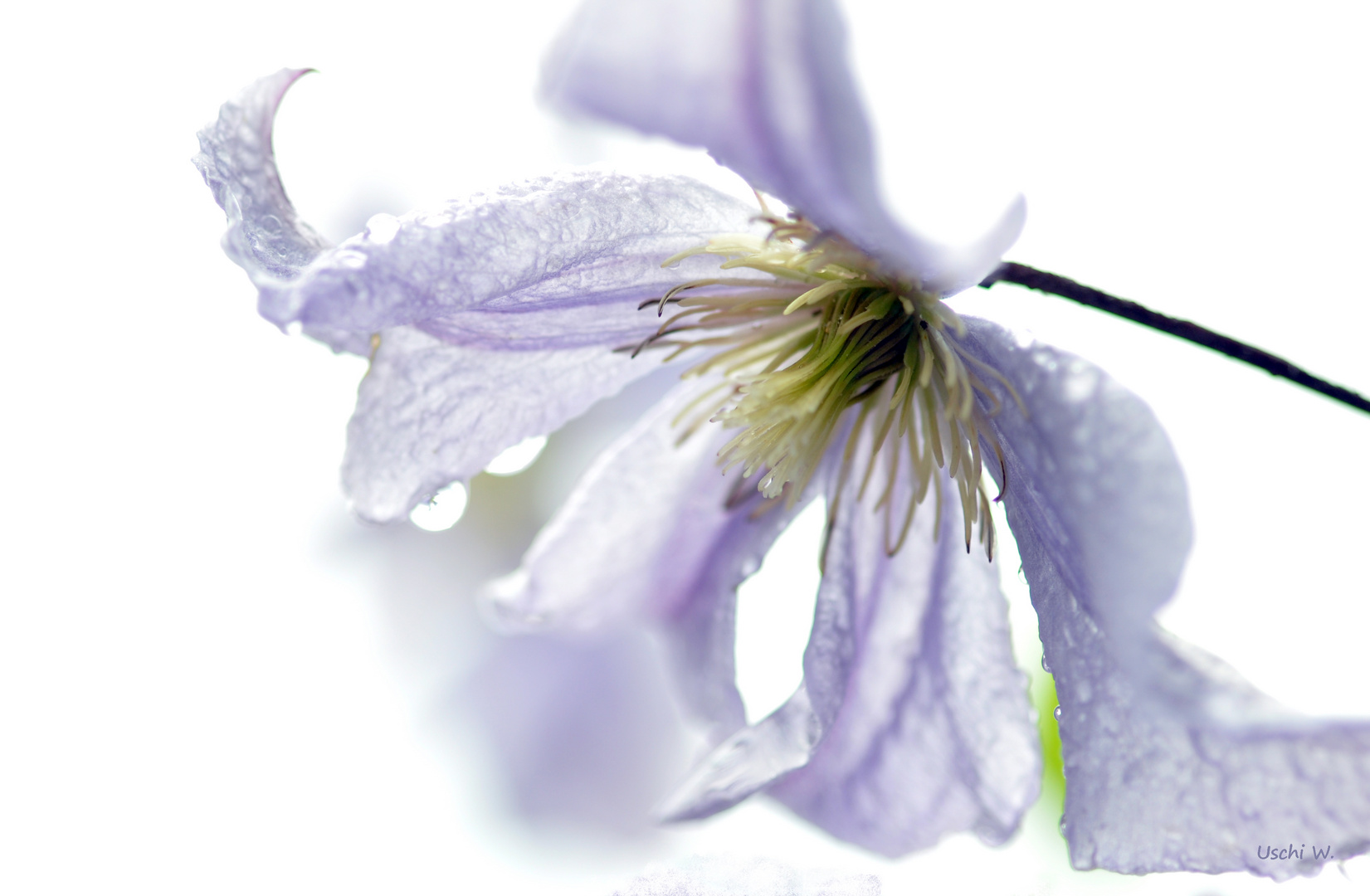 Clematis im Regen