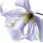 Clematis im Regen