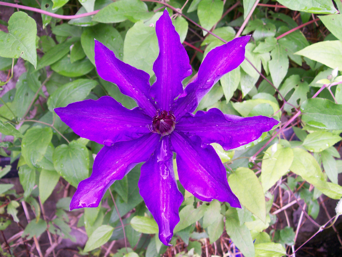 Clematis im Regen