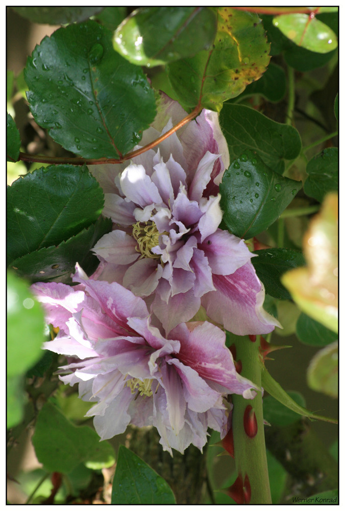 Clematis im Rosenstock