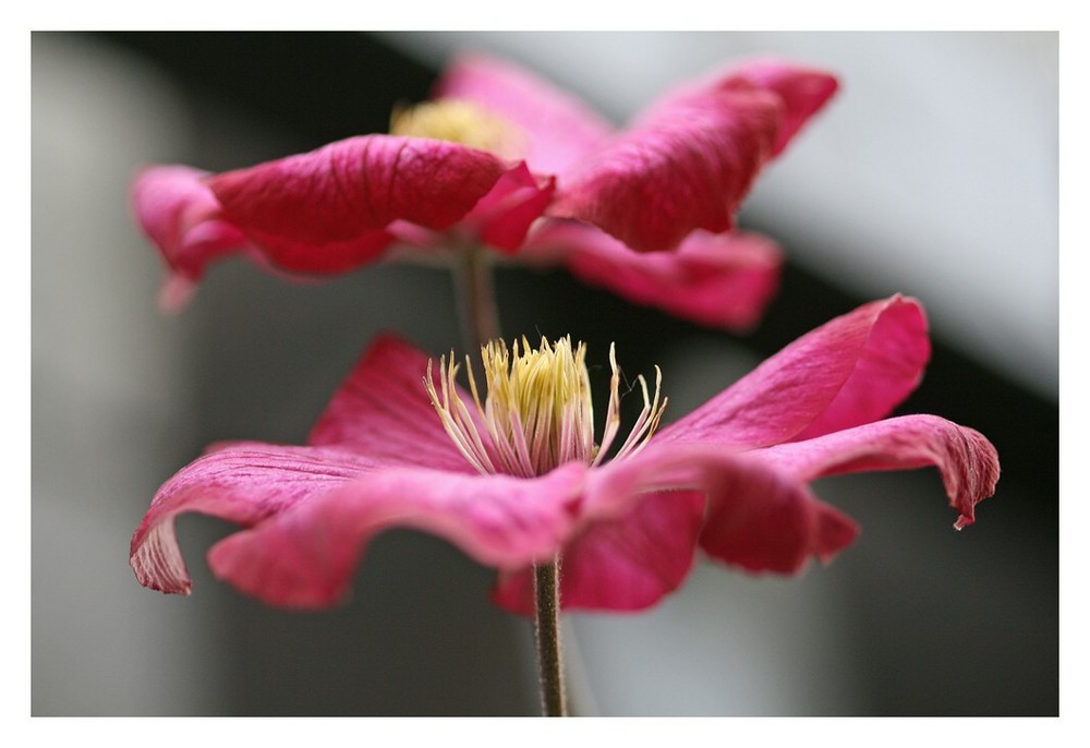 Clematis im Sandwich-Format von Nicole Haupt