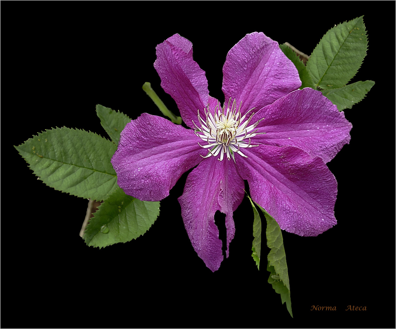 Clematis im September