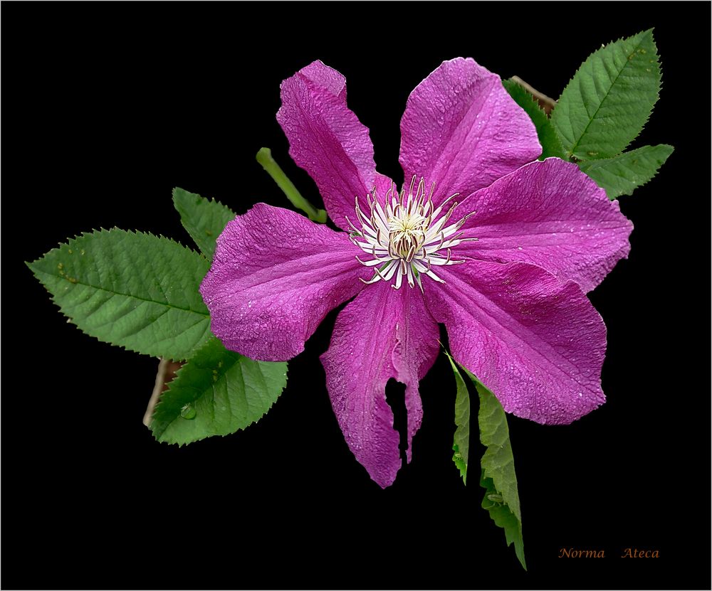 Clematis im September