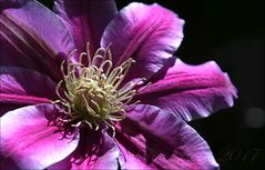 Clematis im Sonnenlicht...