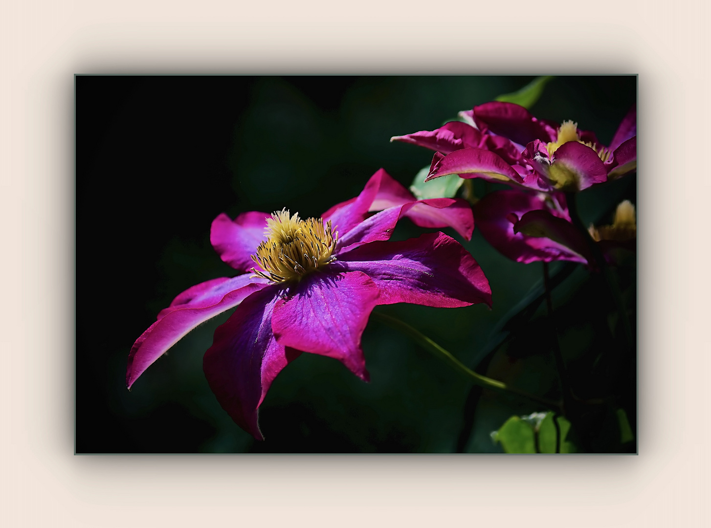 Clematis im Sonnenschein