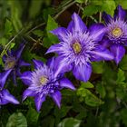  Clematis  im Weißbart  Garten 