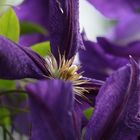 Clematis im Wind