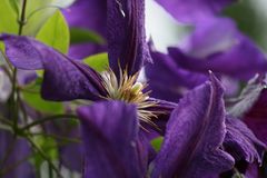 Clematis im Wind