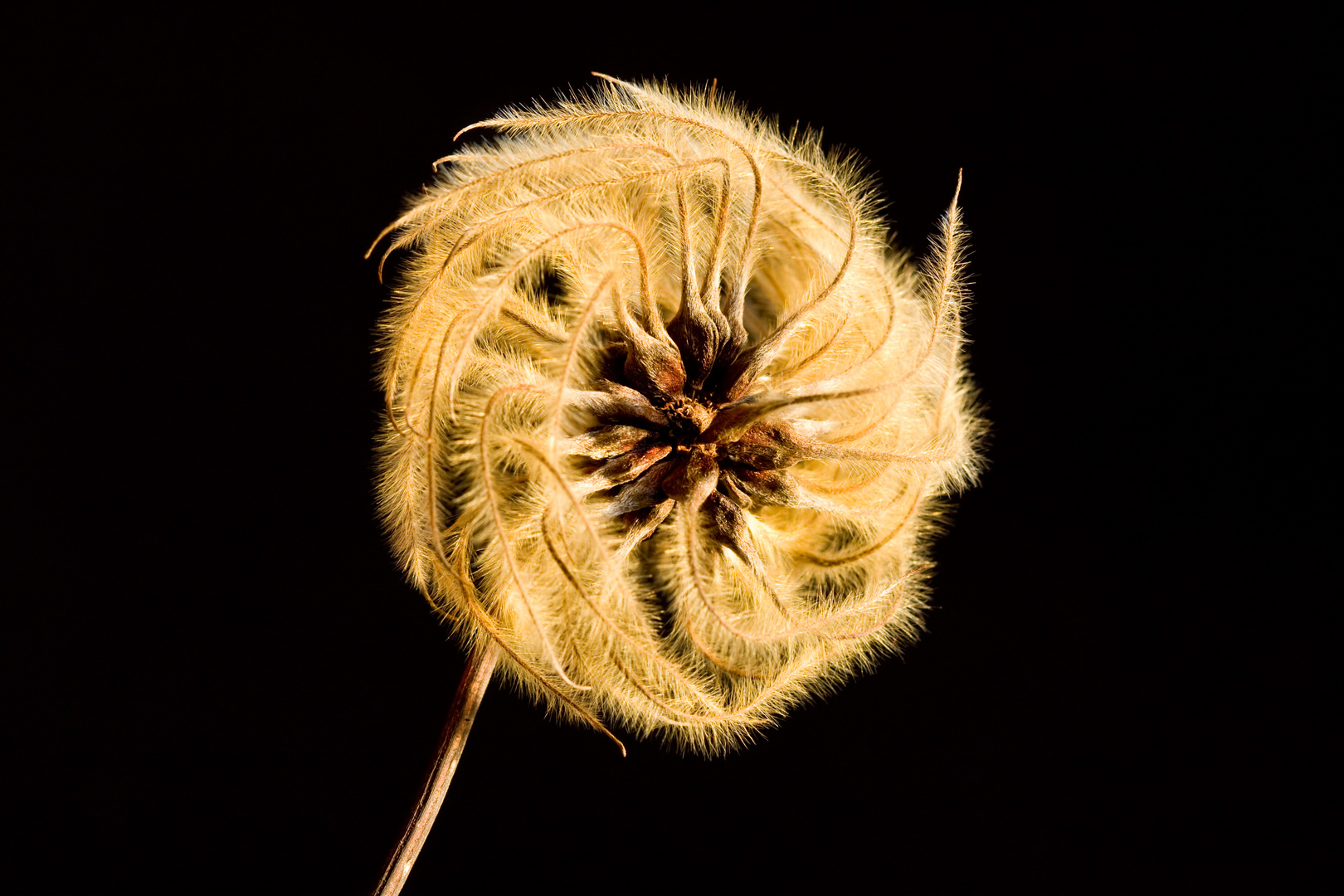 Clematis im Winter