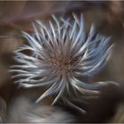 Clematis im Winter