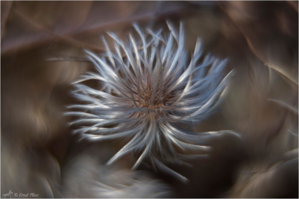 Clematis im Winter