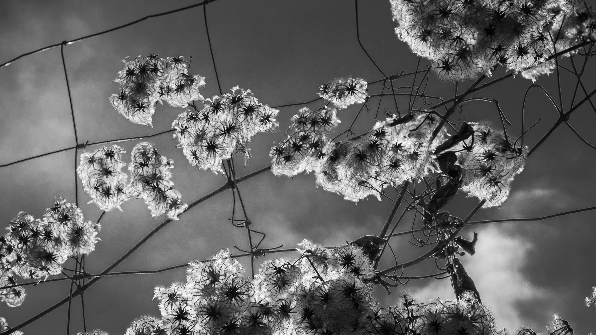 Clematis im Winter