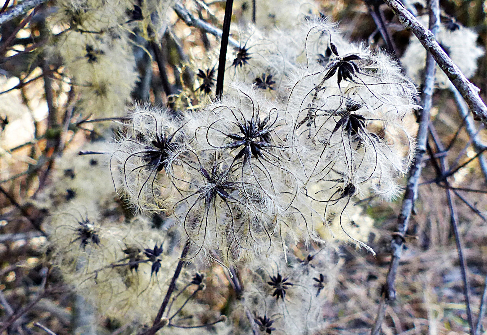 Clematis im Winter