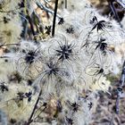 Clematis im Winter