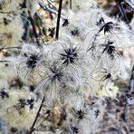 Clematis im Winter