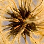 Clematis im Winter - Detail