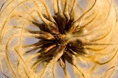 Clematis im Winter - Detail