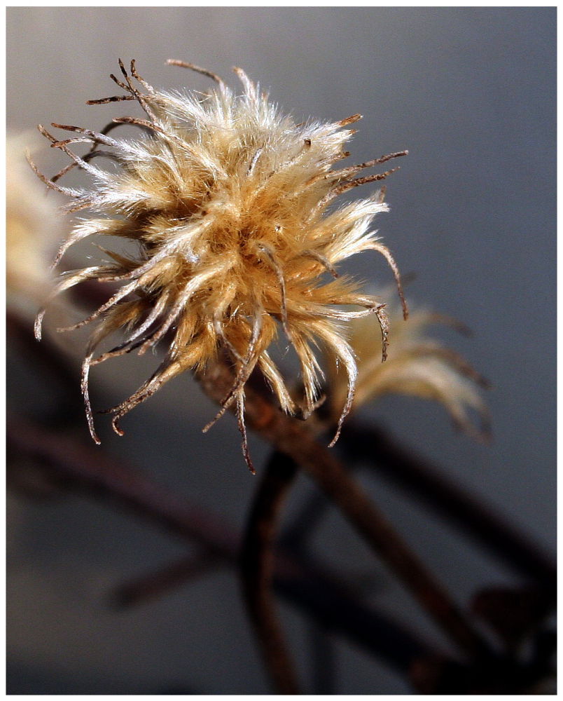 Clematis im Winter