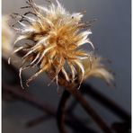 Clematis im Winter