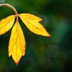 Clematis Impressionen (1) - Herbst