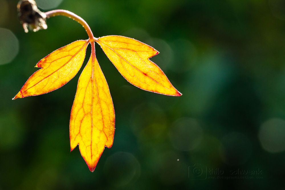 Clematis Impressionen (1) - Herbst