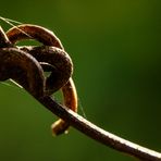 Clematis Impressionen (2) - Herbst