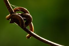 Clematis Impressionen (2) - Herbst