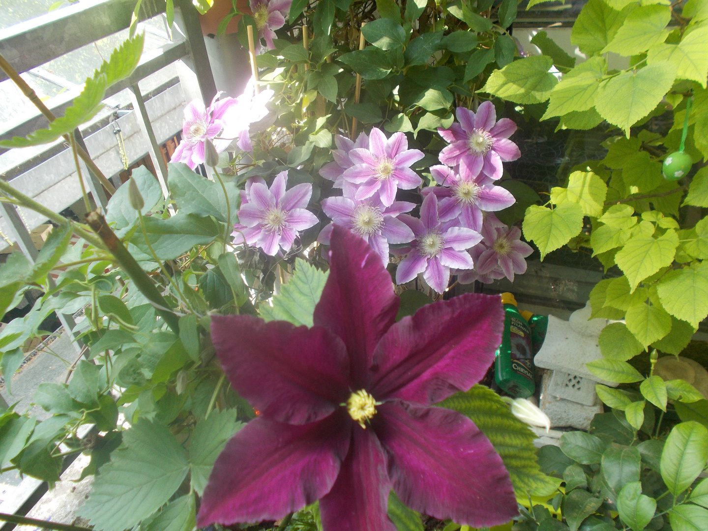 Clematis in 2 Farben