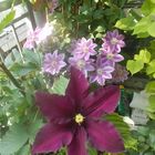 Clematis in 2 Farben