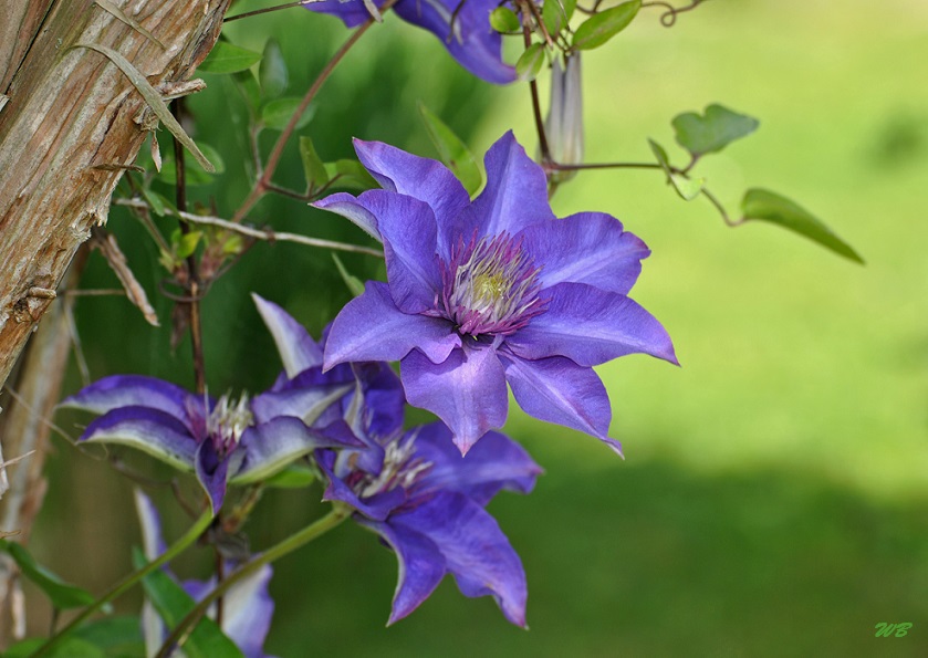 Clematis in Blau