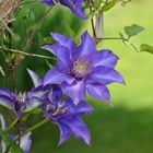 Clematis in Blau