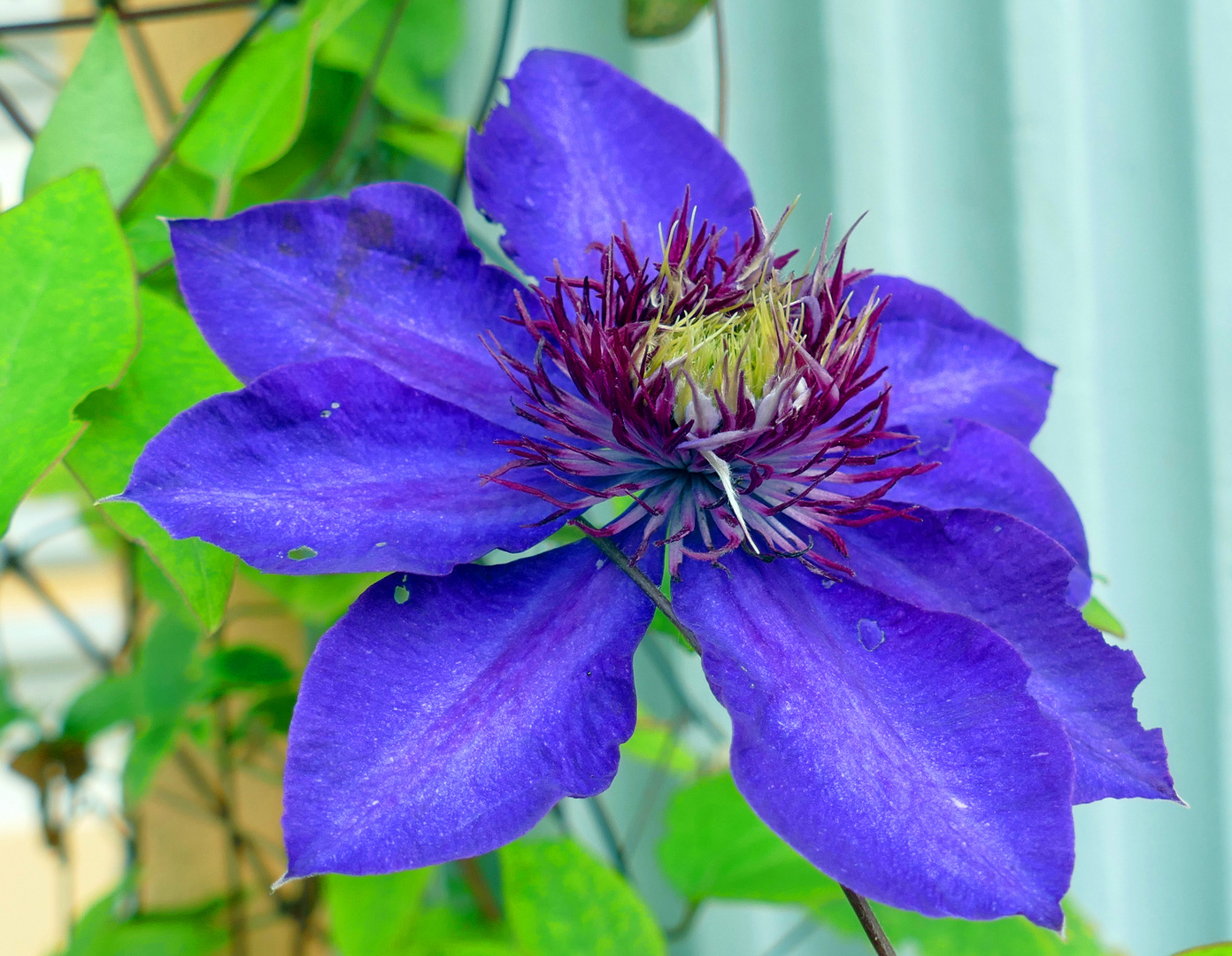 Clematis in Blau