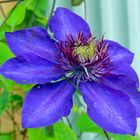 Clematis in Blau