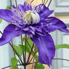 Clematis in Blau