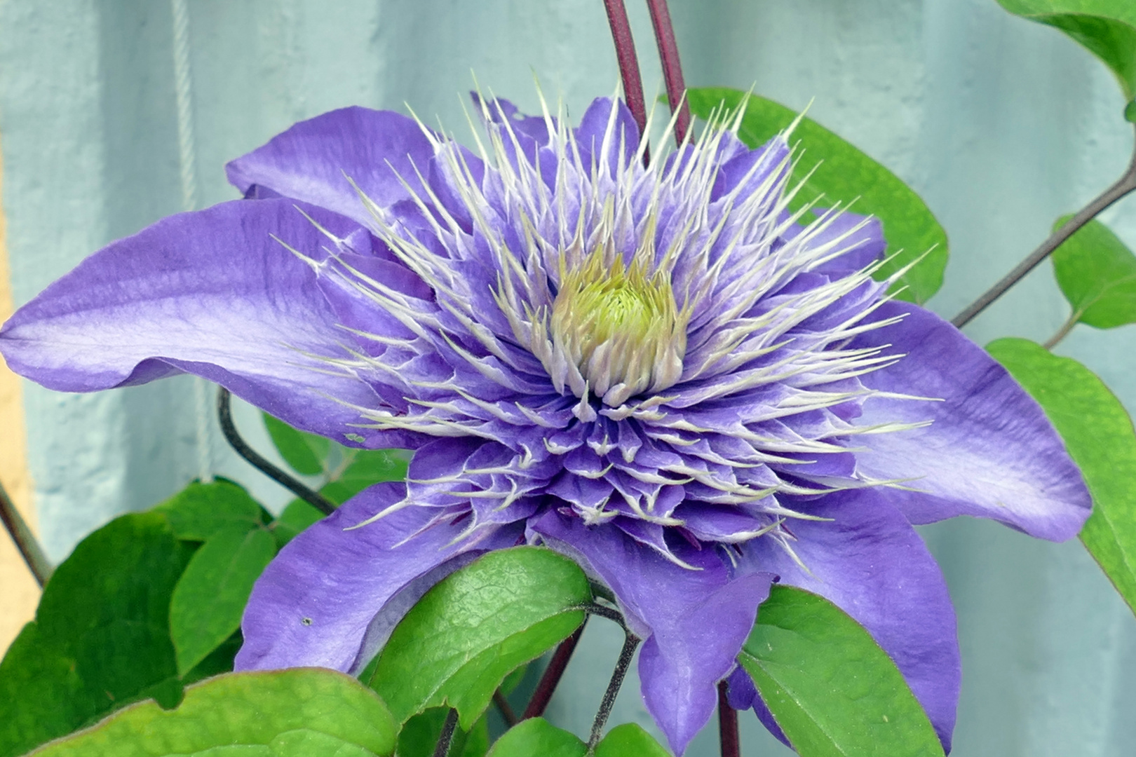 Clematis in Blau