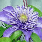 Clematis in Blau