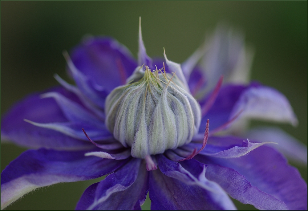 Clematis in blau