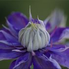 Clematis in blau