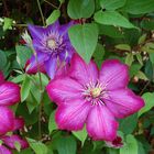 clematis in blüte