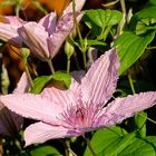 Clematis in der Abendsonne