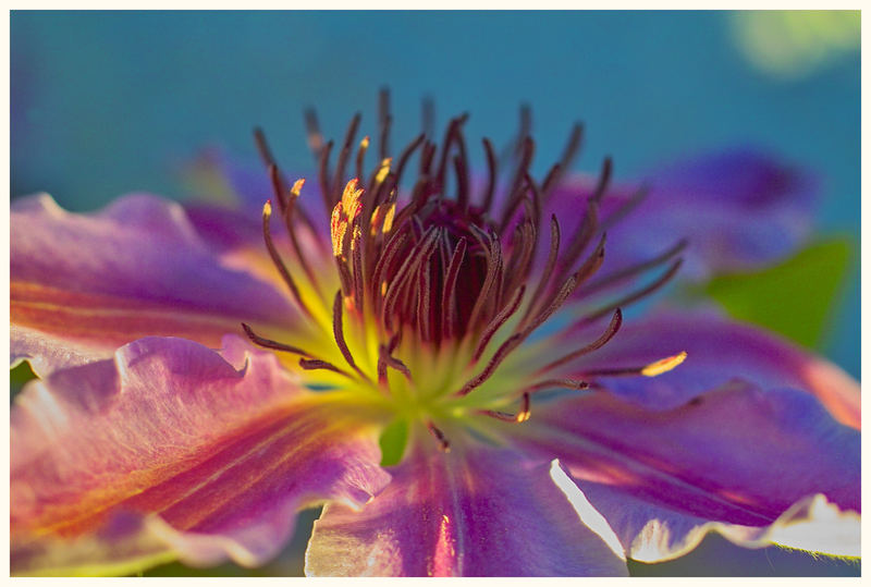 Clematis in der Abendsonne